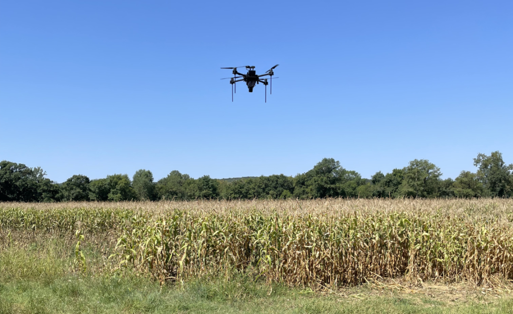 vol de drone au dessus d'un champ de maïs