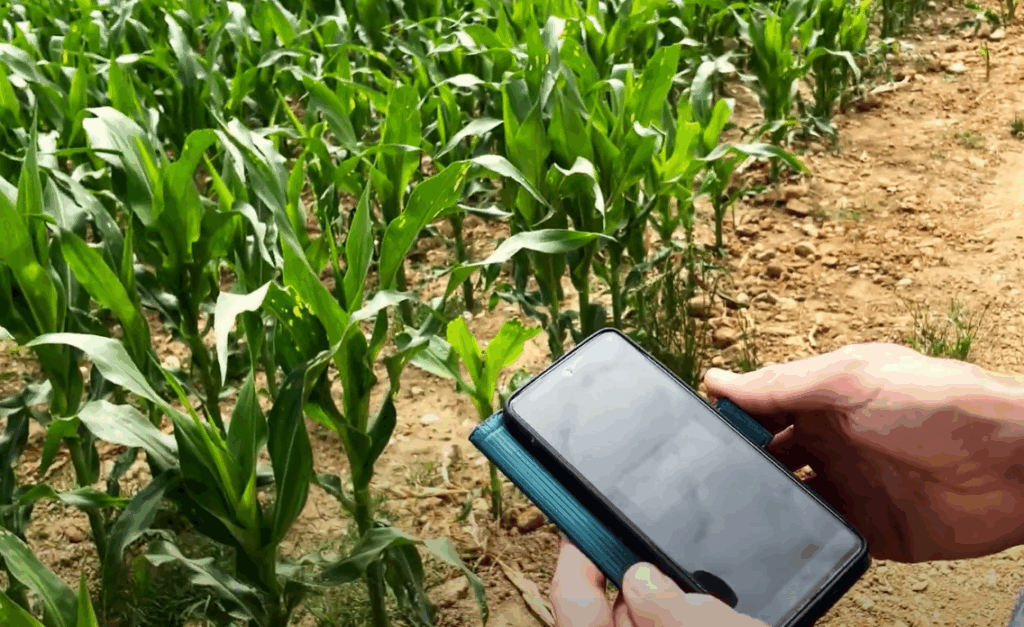 app mobile et champ de mais
