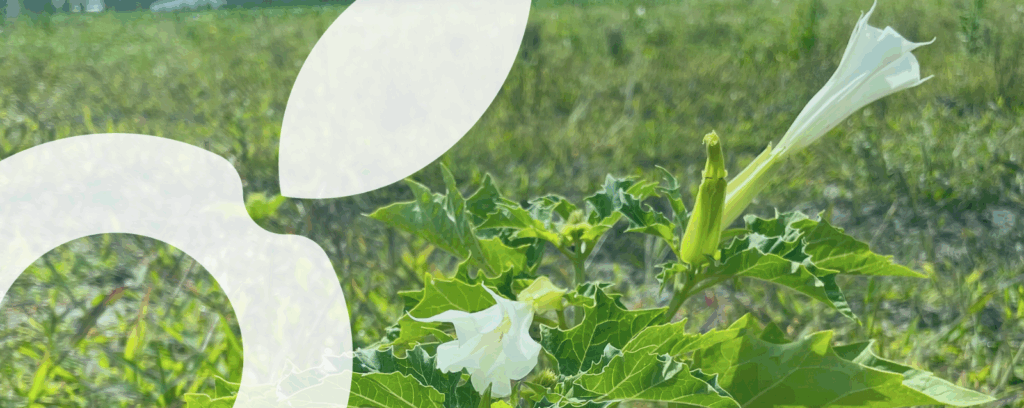 Datura dans un champ de maïs
