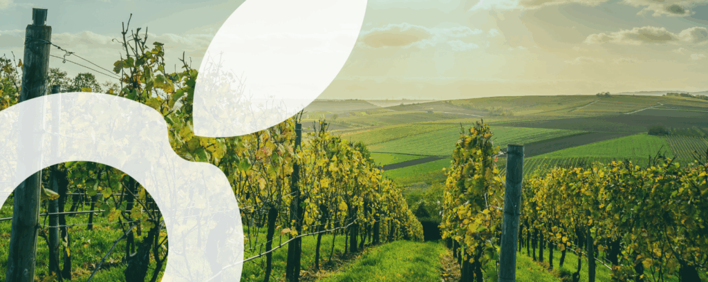 vignes irriguées