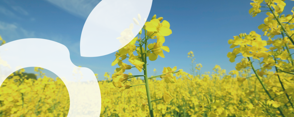 banner article colza