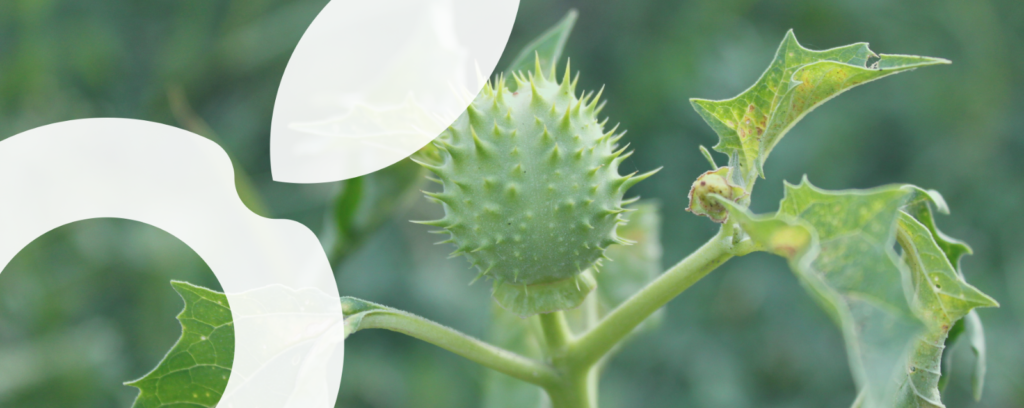 Photo datura