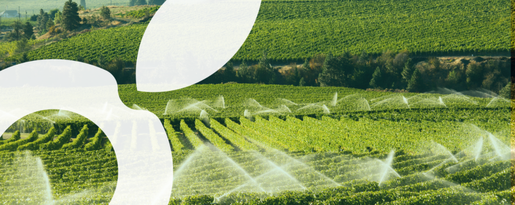Irrigation viticulture
