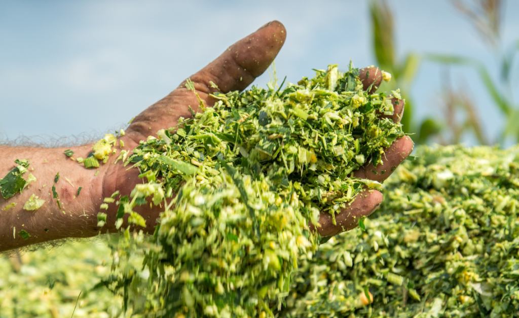 maïs ensilage