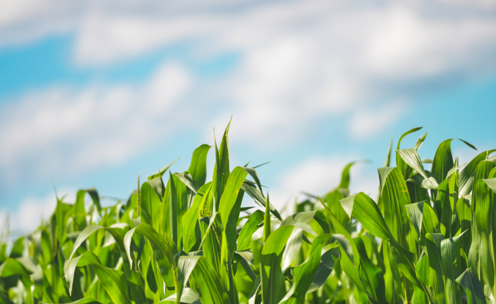 Use case prévision récolte mais ensilage cavac